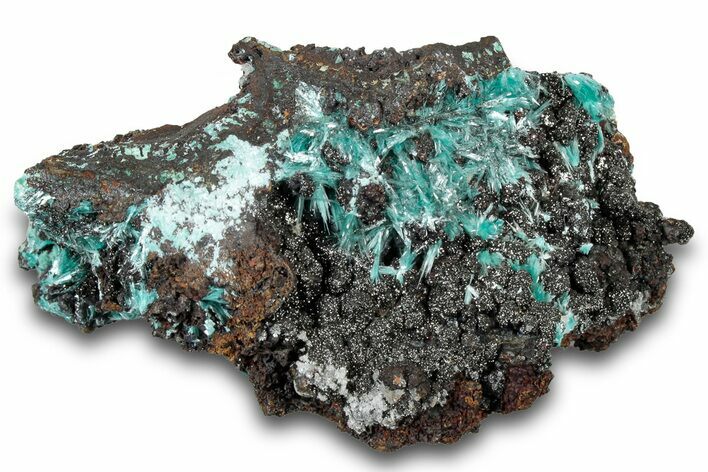 Fibrous Blue Aurichalcite Crystals on Plattnerite - Mexico #300490